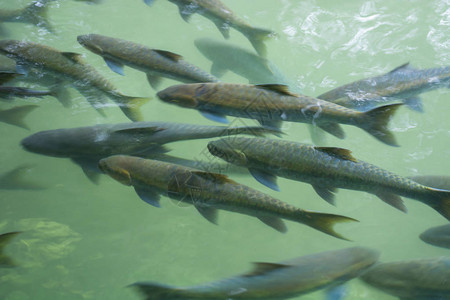 许多鱼MahseerBarb在高清图片