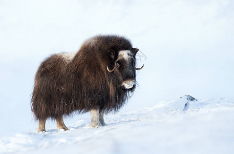 挪威冬天麝牛的特写图片