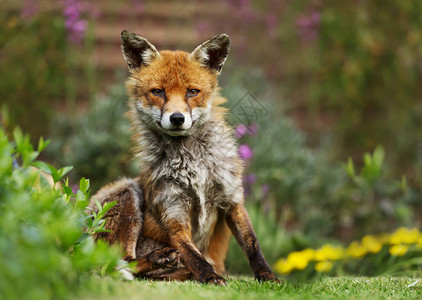 红狐狸Vulpesvulpes在英图片