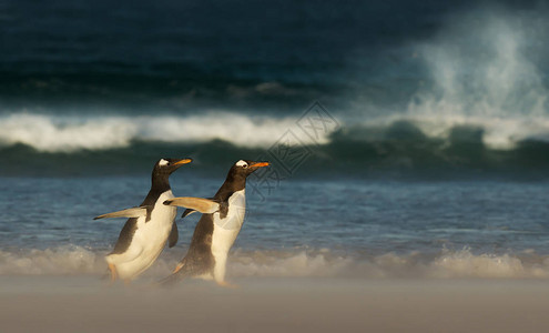 年轻的金图企鹅追逐其母企鹅图片