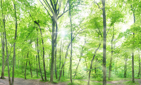 绿色森林景观全景树木和阳光图片