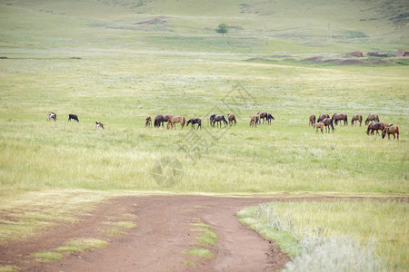 马群聚集在农村公路上养马场的牧场有野马和鹅图片