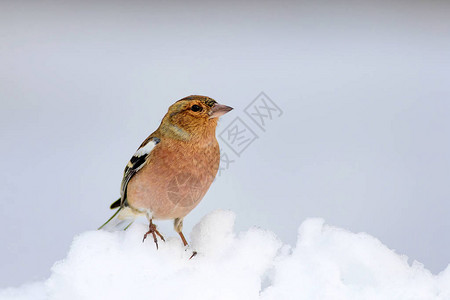 可爱的鸟儿和冬天图片