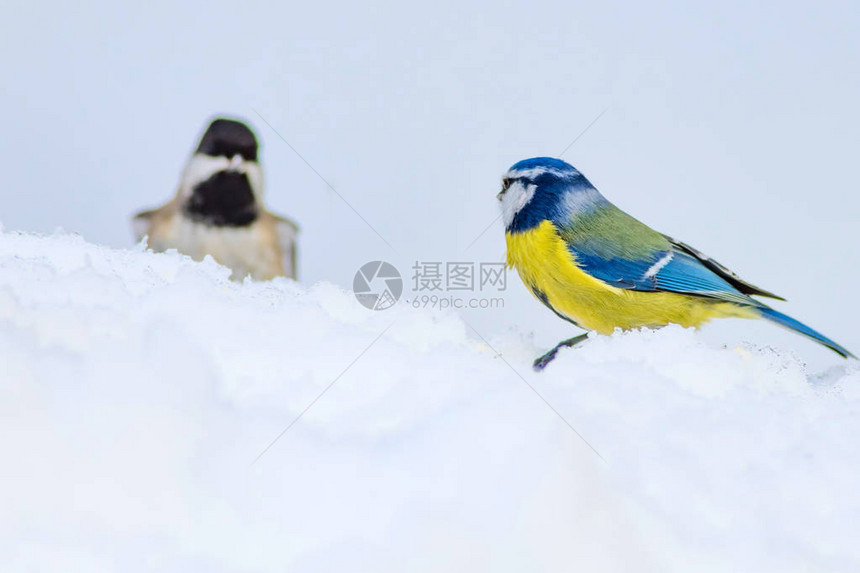 可爱的鸟儿和冬天白雪背景鸟类欧亚蓝图片