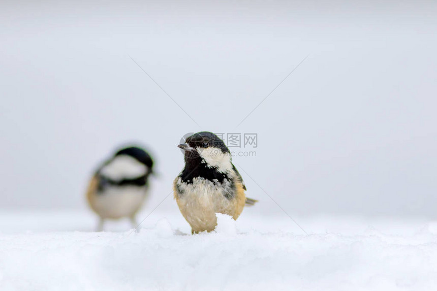 可爱的鸟白雪背景鸟类图片