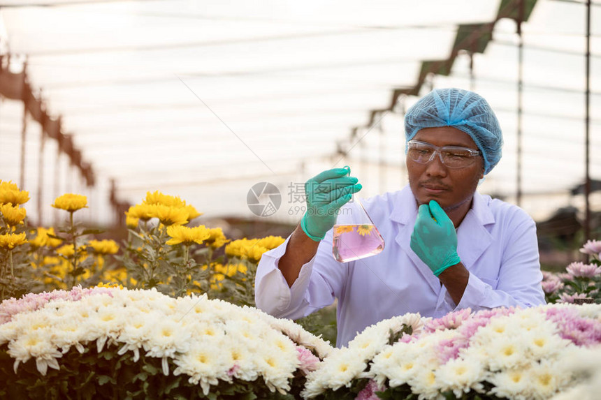 高级科学家检查在试验杯中用黄色菊花混合的化学液体图片