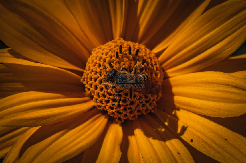 黄花上的蜜蜂详细宏图片