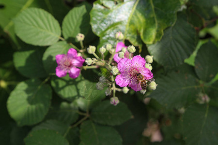 蜜蜂从花中采集花蜜图片