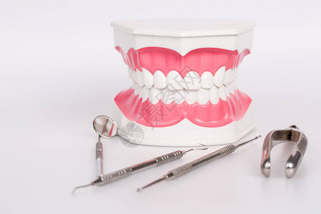 白色背景上的白牙模型和牙科器械图片