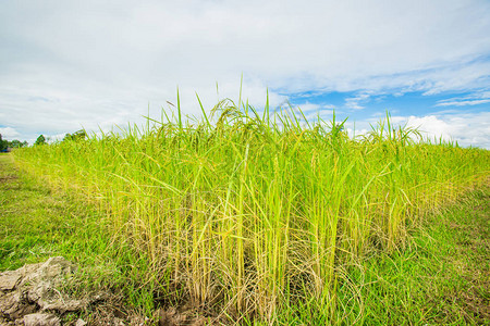 蓝天下的稻田绿穗图片