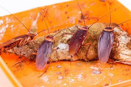 棕色蟑螂在被图片