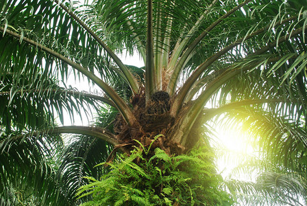 棕榈种植园可再生燃料来源图片