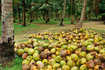 椰子种植园以泰国椰子ThapS图片