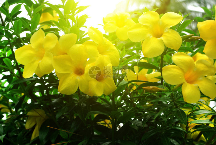 热带观赏花卉花园装饰品图片