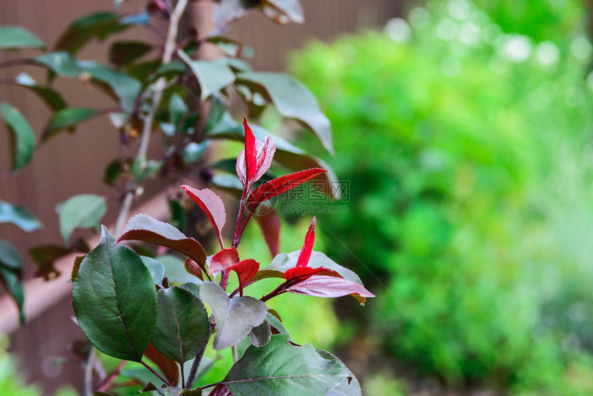在花园地皮上装饰苹果植物的树木特许使用品级绿树上的青红新叶子图片