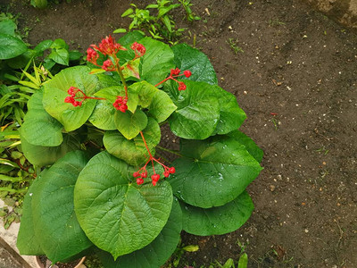 小花植物俯视图高清图片