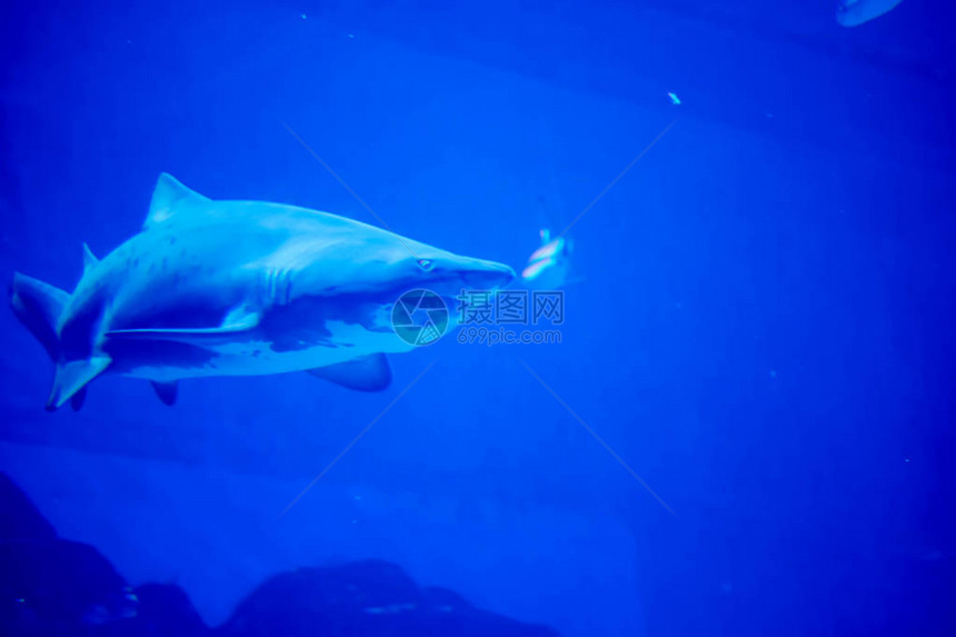 蓝色水族馆中虎鲨的模糊照片虎鲨的大牙齿在图片