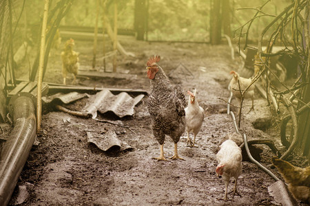 的鸡农场有机母鸡快乐鸡在农图片