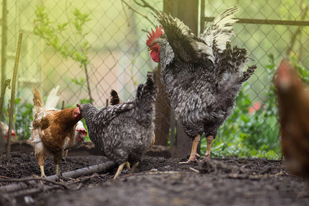 农场自由放养活鸡母鸡在绿色围场自由漫步自由放养母鸡农场图片
