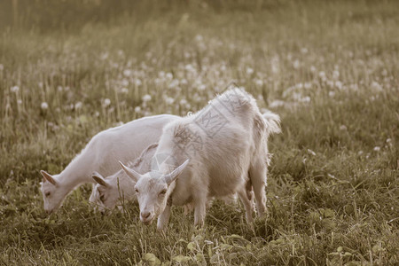 山羊妈和她的孩子们在村子里复古风格色调山羊在一片绿色的草地上放牧山图片