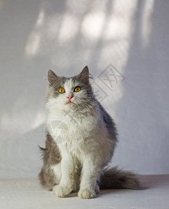 在家休息的惊奇猫灰色毛茸的猫可爱的猫在家里惊讶的猫在家里在白图片