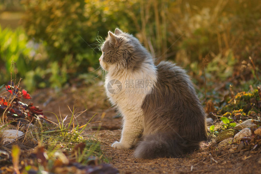 坐在灌木丛中的毛茸的灰色和白色猫图片