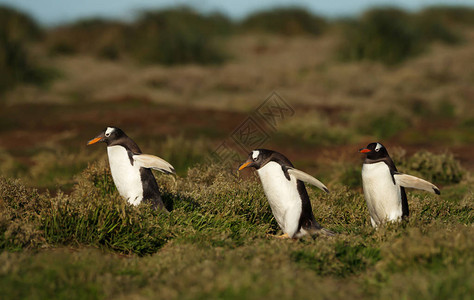 Gentoo企鹅群在福克兰群图片