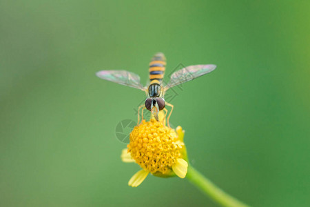 蜜蜂上的黄花粉是微距摄影图片
