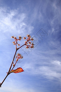 鲜花和明亮的天空背景图片