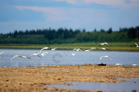 顺达一群野生的北方白鸟海鸥在雅库提亚Viluy河岸上用铁垃圾和空瓶子向全国挥舞翅膀背景