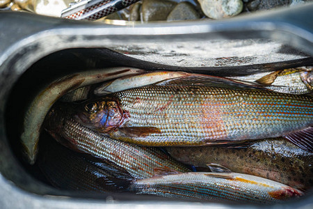灰色的Tymallus胸鳍是鲑鱼家族中一种淡水鱼类图片