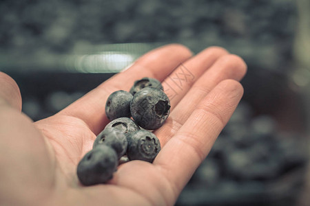 在周末农民市场上持有蓝莓的手持图片