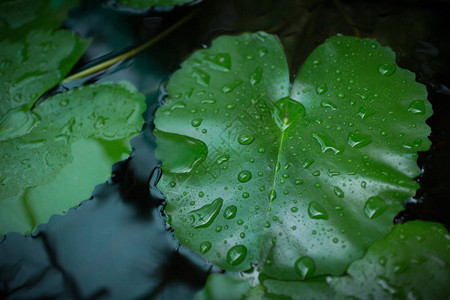 雨天荷花睡莲上的水珠图片