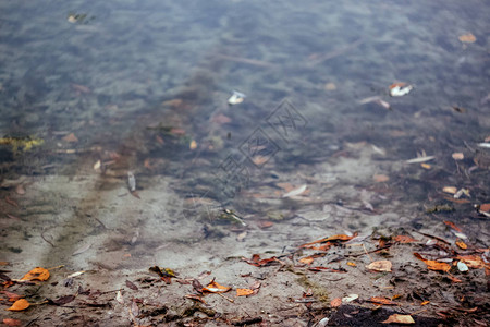 风景反映在森林秋季湖中以倒古的风图片