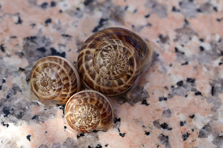 美丽的葡萄蜗牛壳图片