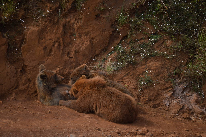 一对婴儿熊吮吸卡巴塞诺自然公园旧铁提取矿的肖像2013年8月25日图片