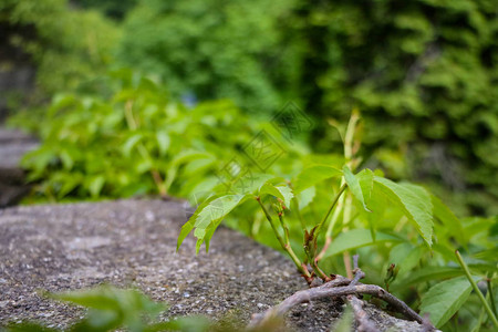 青草和植物在夏季或春季在混凝图片