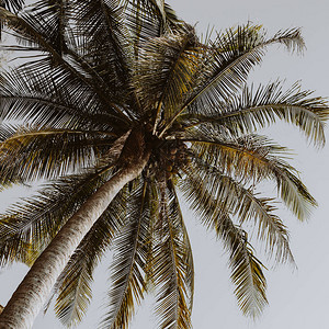 椰子绿棕榈树图片