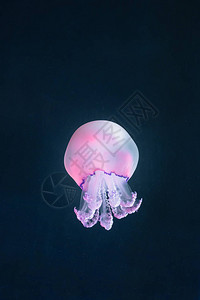 水下紫色水母Rhizostoma高清图片