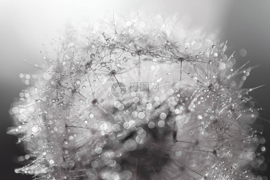 水滴极接近的dandelion光学图片