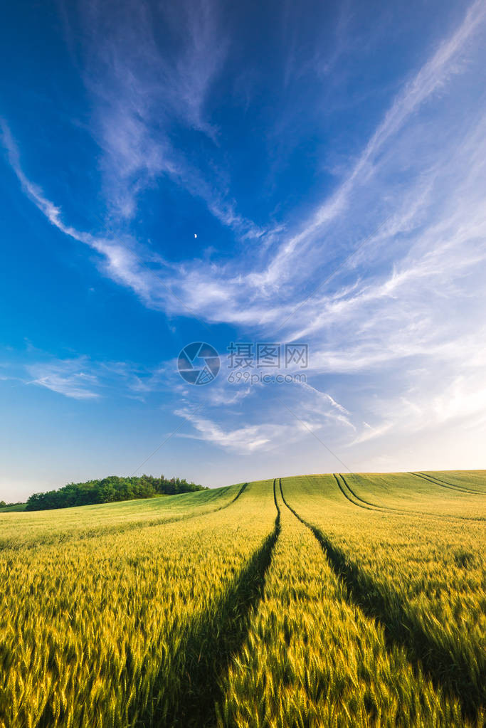 小麦田地风景与日落时图片