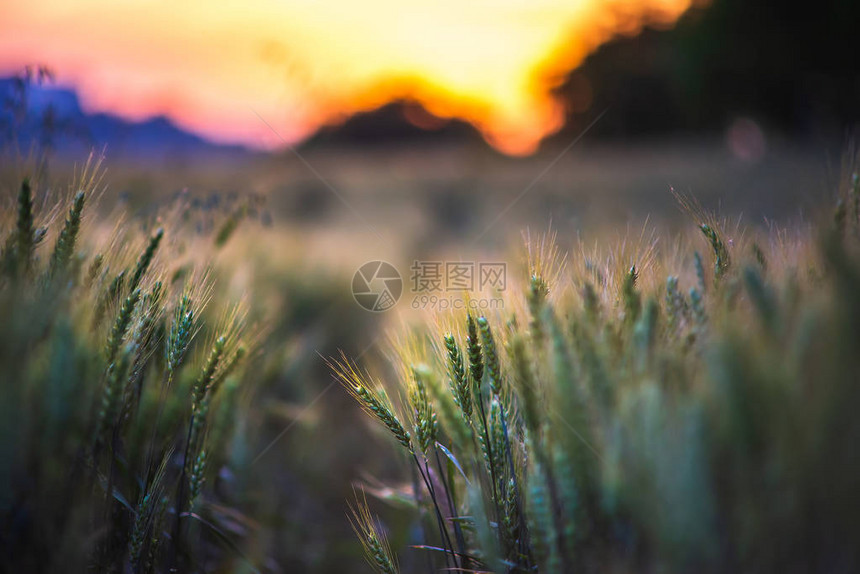 匈牙利的麦田金色小麦的关闭美丽的自然日落景观阳光下的田园风光麦田成熟的背图片