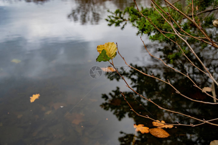德国柏林蒂尔加滕公园湖平滑的黑暗水面之上有最后叶子的细长树枝图片