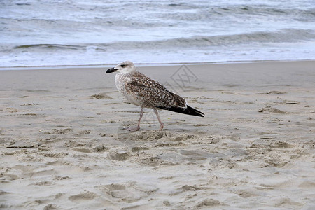 海鸥在海滩上被图片