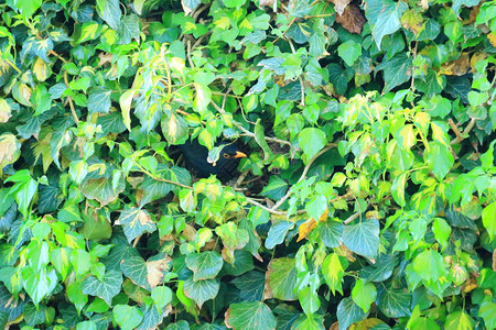 孤立的黑鸟Turdus图片