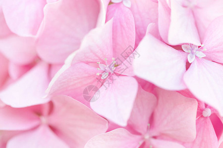 美丽的粉色花朵背景自然软图片