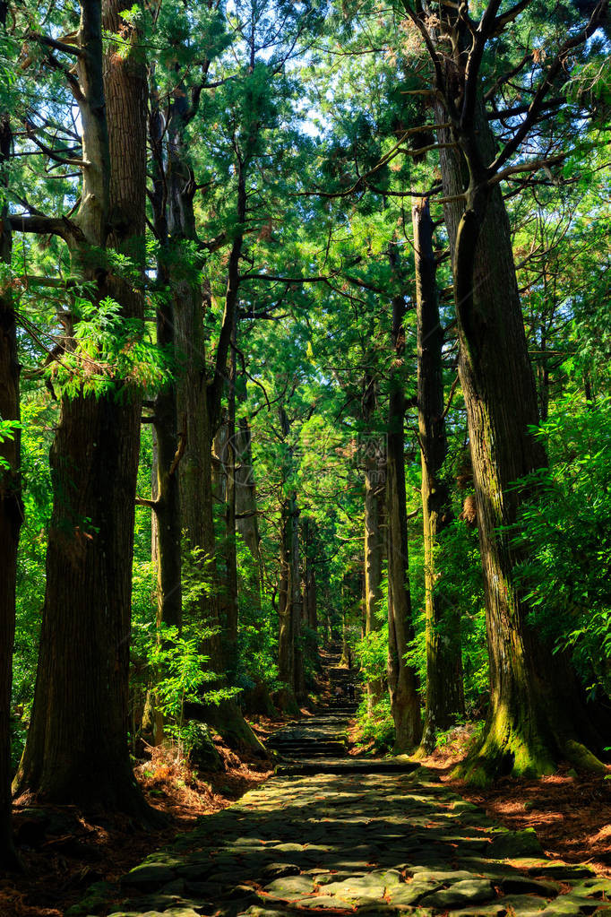 日本大门扎卡在巨型西普斯森林内通往奈图片