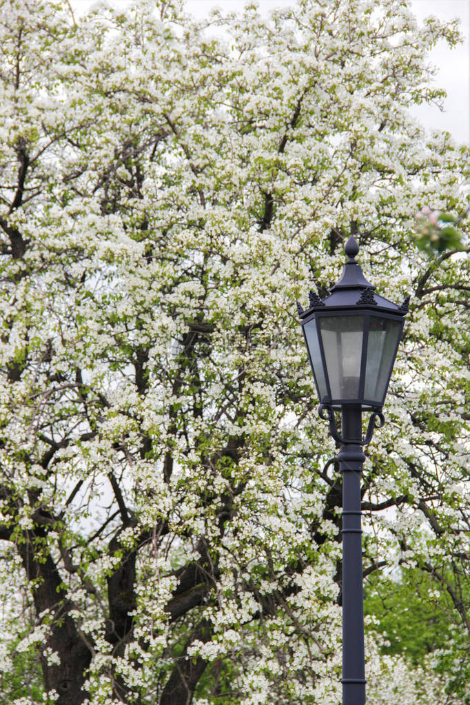 旧式路灯复古在春天公园附近的白色樱花树上覆盖着鲜花城市图片