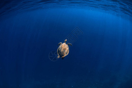 蓝海中的海龟深海中的绿海龟图片