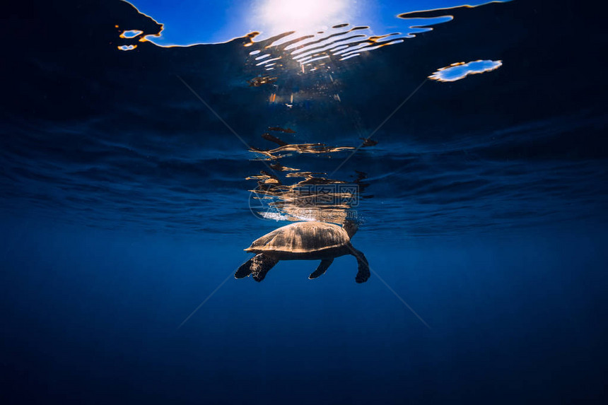 蓝海中的海龟水下的绿海龟图片